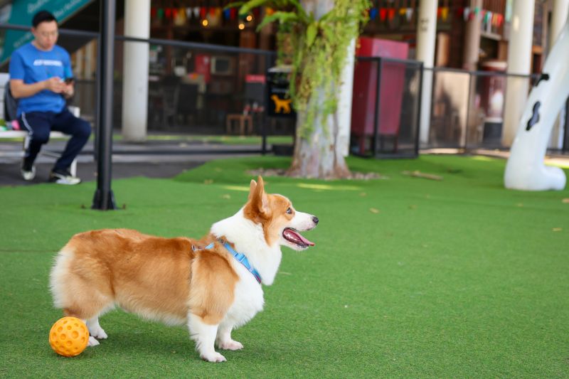 Pet Friendly Turf Installation