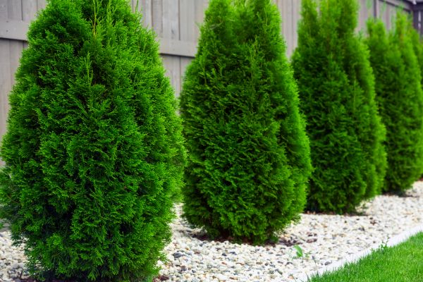 Arborvitae Planting in Conroe