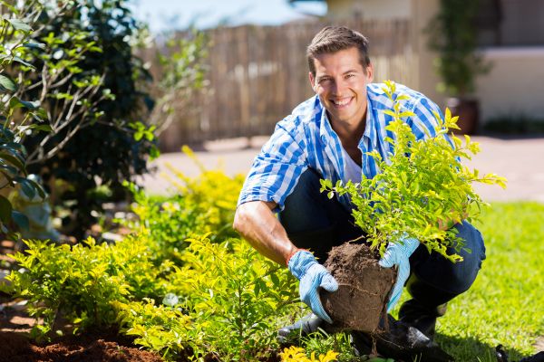Bush Planting Service in Conroe