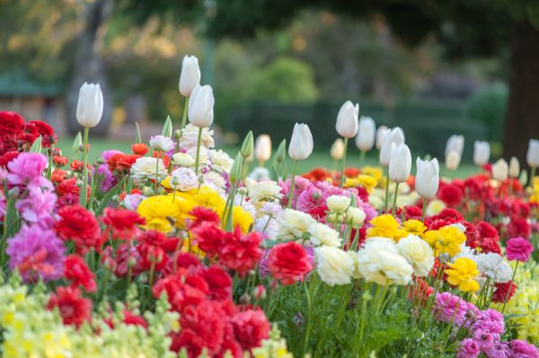 Gardening Service in Conroe