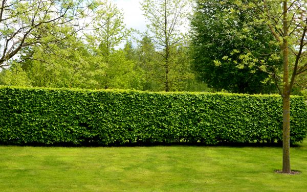 Hedge Planting in Conroe