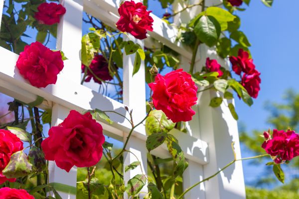 Home Gardening Service in Conroe