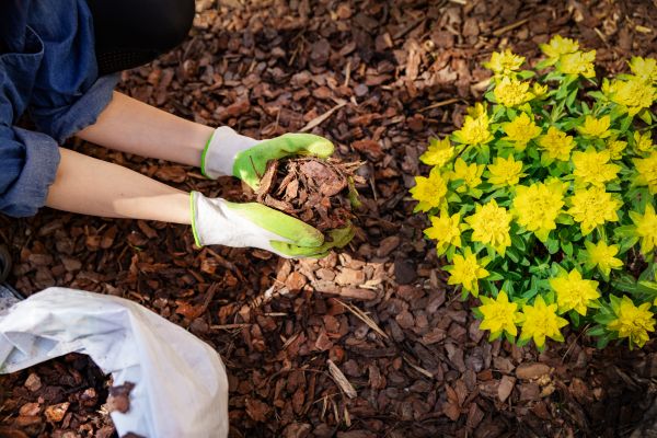 Pine Bark Delivery in Conroe