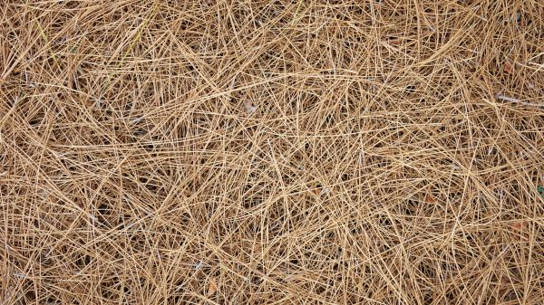 Pine Needles Delivery in Conroe