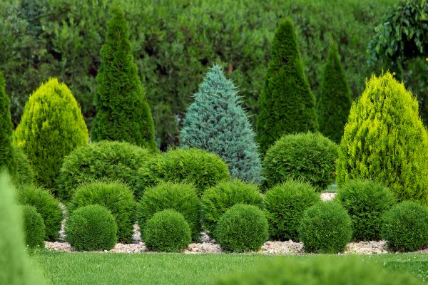 Shrub Replacement in Conroe