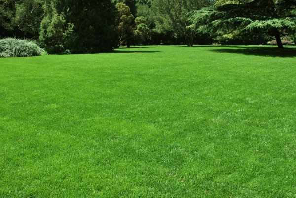 Lawn Landscaping in Conroe