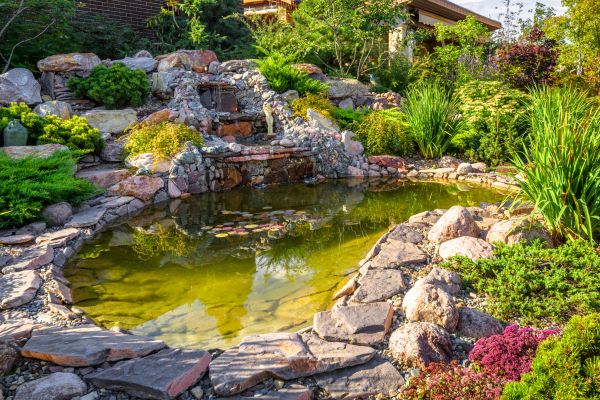 Pond Renovation