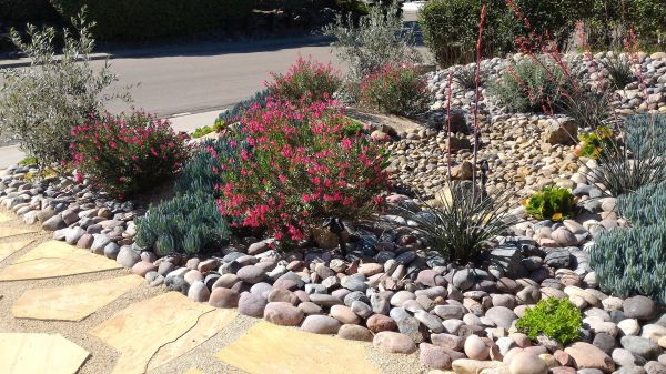 Xeriscape Landscaping in Conroe