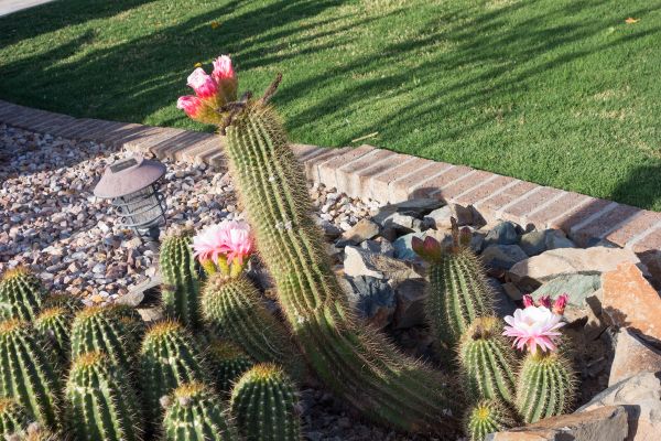 Desert Landscaping in Conroe