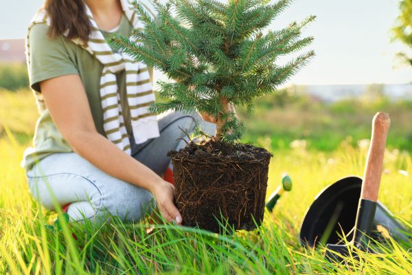 Spruce Tree Planting in Conroe