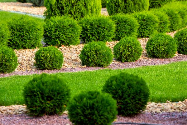 Bush Installation in Conroe