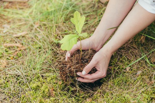 Oak Tree Planting in Conroe