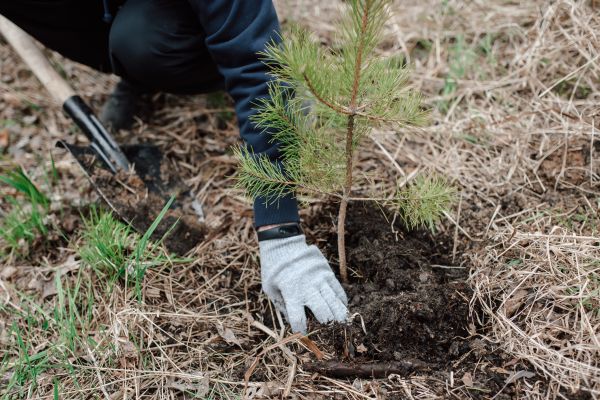 Pine Tree Planting in Conroe