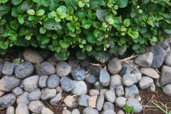 River Stone Installation in Conroe