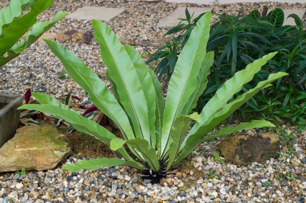 Pea Gravel Installation in Conroe