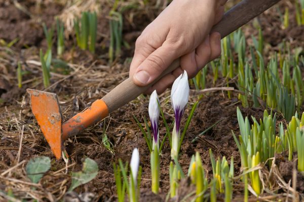Flower Garden Weeding in Conroe