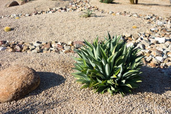 Xeriscaping Service in Conroe