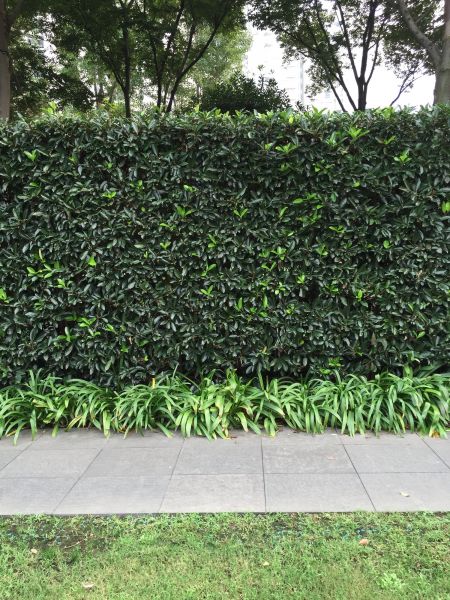 Privacy Shrub Planting in Conroe