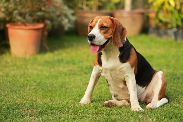 Dog Friendly Landscaping in Conroe