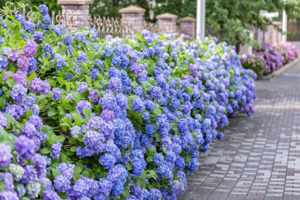 Hydrangea Landscaping in Conroe
