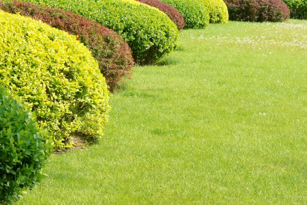 Shrubbery Planting in Conroe