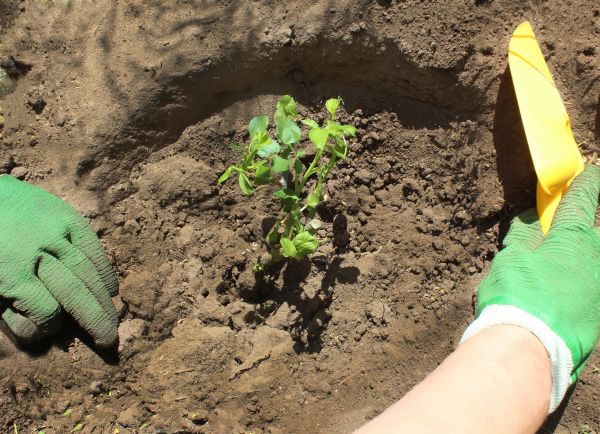 Rose Bush Planting in Conroe