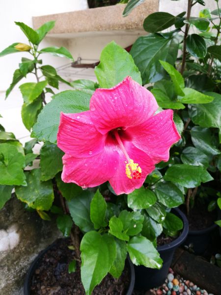 Hibiscus Planting in Conroe