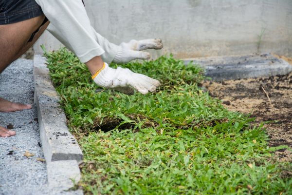 Ground Cover Planting in Conroe